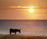 Donkey In Sunrise Mist_03927